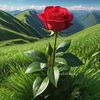 user424591871