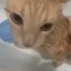 jyndjyriki