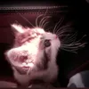 _emi.luyinh_