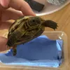 ninja.tortoise1