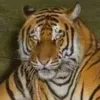 Toru