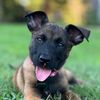 roxythemalinois