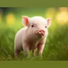 lostpiglet