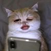 rthchy_