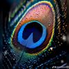 saroj.thami77