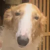 pechka_borzoi