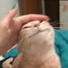brownalien137