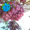 user6947300473551