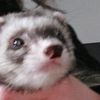 peanutkh