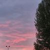 lospolluelos05