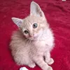 gato.semnome