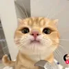 jaeheecke0