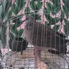 sang.nguyen4930