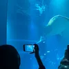 seawhaleshark0
