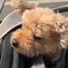 happydog0417