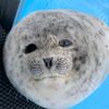 seal_potato