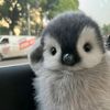 ntagndwt11