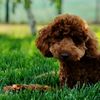 barny_poodle