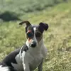 maxolonio1