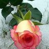 user1877391058212
