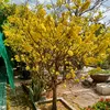 xuan.mai4090