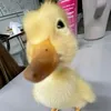 queadrianjyzx
