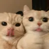 konsauyyyyyy