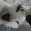 logan_q11