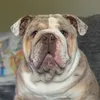 mabelenglishbulldog