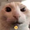 catsoftiktok2.1
