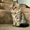 babypompom7