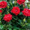 frecita7938