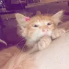 mal_ak816