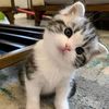 miawww0707