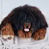 Tibetan Mastiff FCI