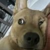 lvke.is.my.dog