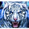 morshid.obaid