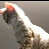 oskar_l0l