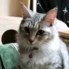 nyankoron915