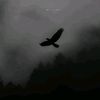 alwlqgrnorz