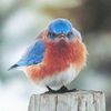 bluebird_of_fury
