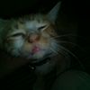 gofar.12