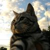 cat_loversss12