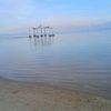 abi_m181
