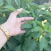 ayazz2221