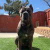 kade_canecorso