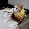 mameaow_store