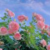yaqin.ibrahim