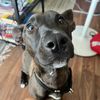dougie_dog0