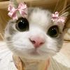 hi.inipikaa_